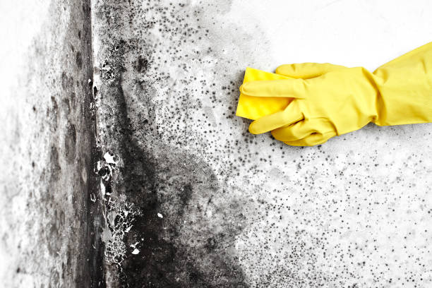 Best Attic Mold Removal  in Fruitland, ID