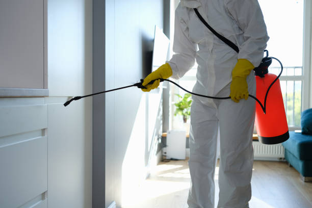 Mold Removal Process in Fruitland, ID