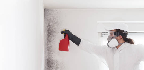 Best Attic Mold Removal  in Fruitland, ID