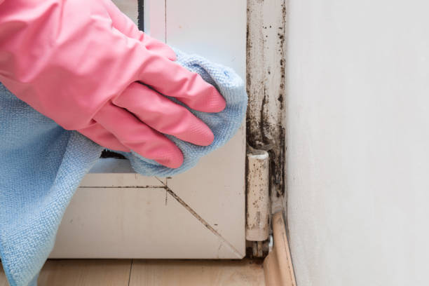 Best Toxic Mold Removal  in Fruitland, ID