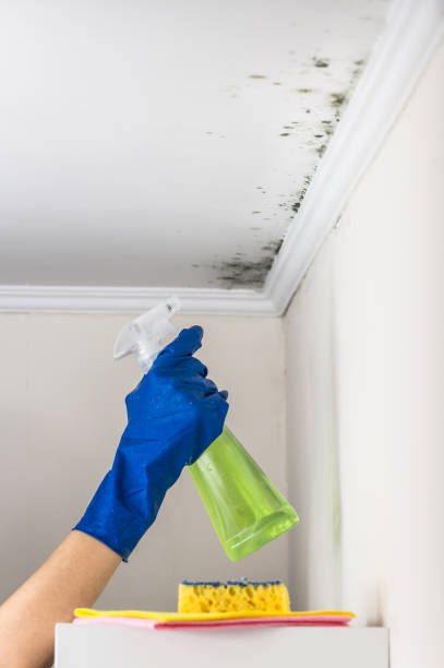 Mold Testing and Removal in Fruitland, ID