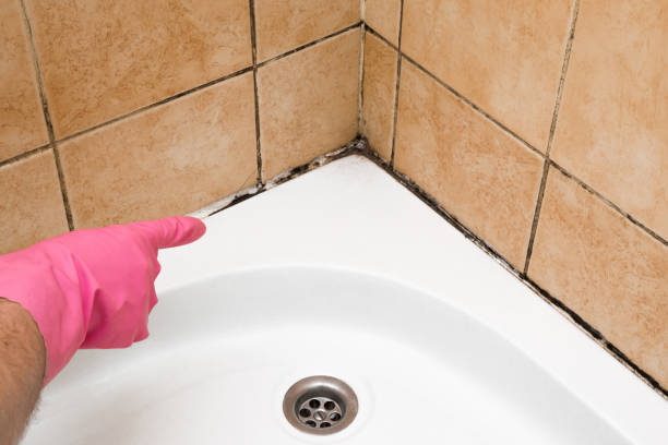 Professional Mold Removal in Fruitland, ID